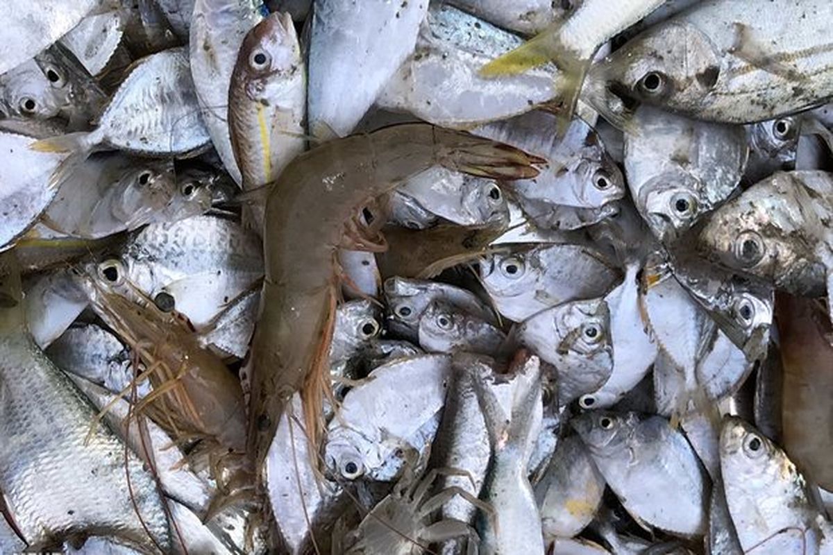 کشف ۵ تن ماهی قاچاق در  پارسیان