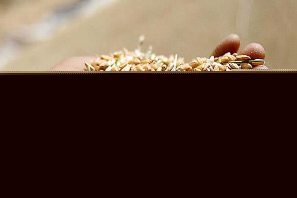 رای متهمان پرونده گندم‌های آلوده صادر شد