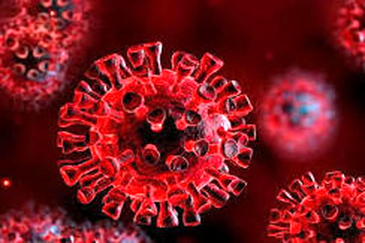 کشف ۷ گونه جدید و وحشی ویروس کرونا در آمریکا