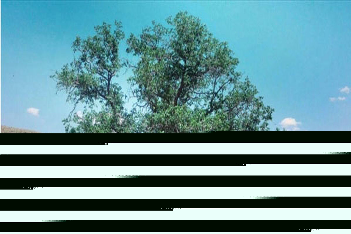 ثبت ملی درخت گردوی کهنسال گل زرد در الیگودرز