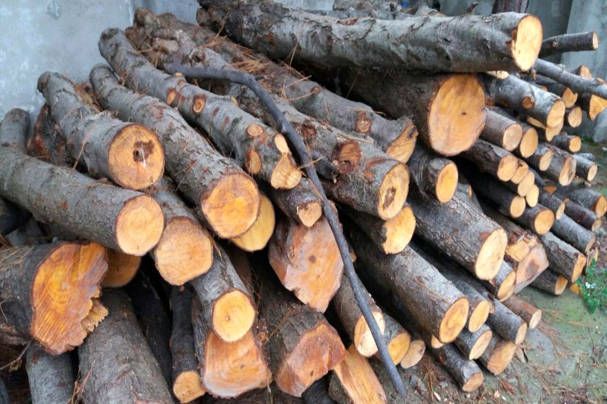کشف ۲ تن چوب قاچاق در چرام
