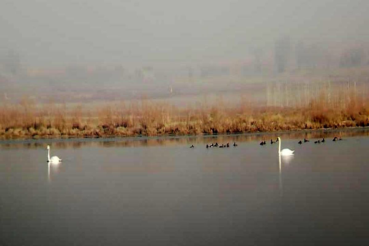 تالاب اله آباد آبیک میزبان ۲۲ گونه پرنده آبزی و کنار آبزی است
