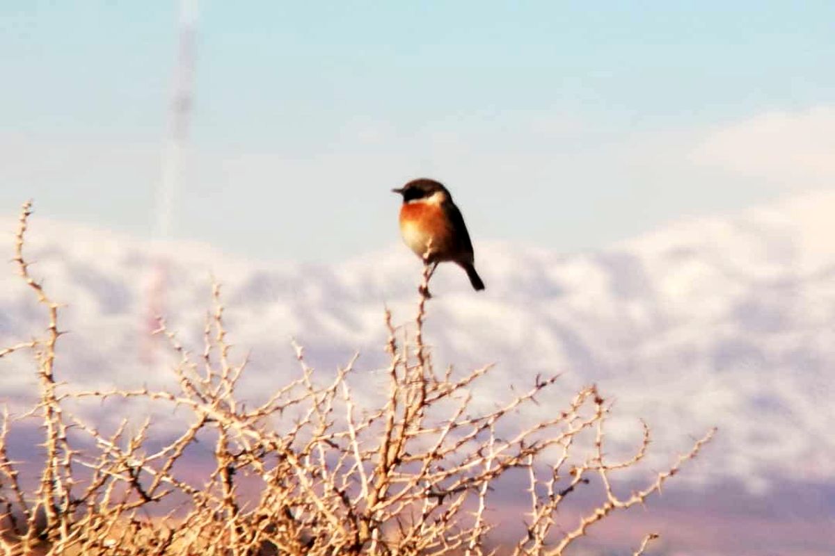 پرنده چک اروپایی در تالاب الله آباد آبیک مشاهده شد