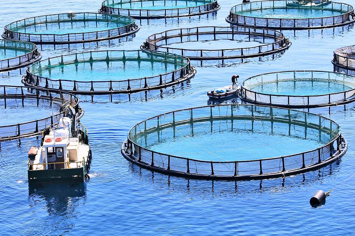 پیش بینی تولید ۱۵۰ تن ماهی در قفس