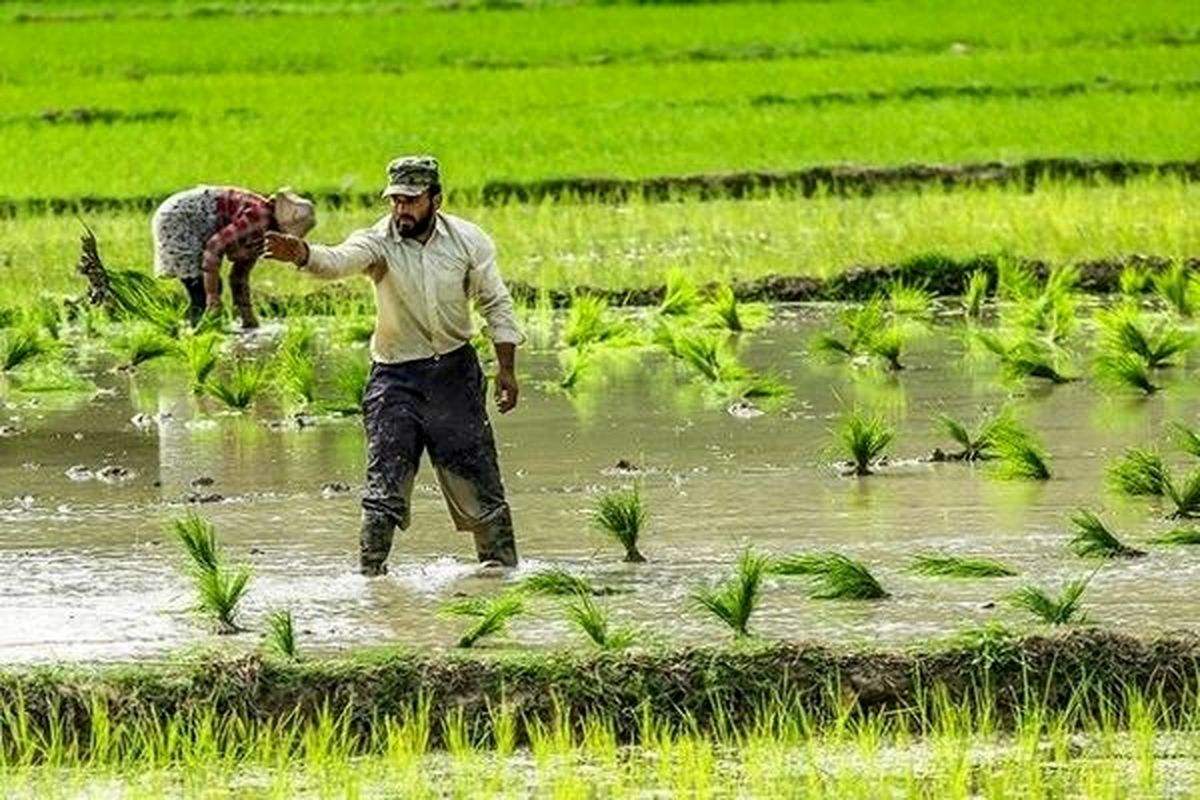 اختیار اعمال محدودیت در کشت برنج به استان‌ها سپرده می‌شود