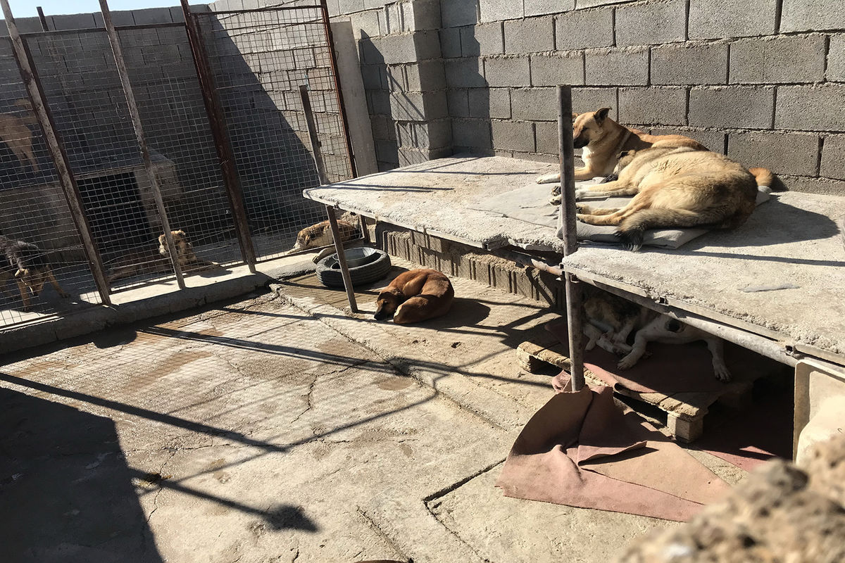 هرگونه خرید و فروش حیوانات وحشی در اصفهان ممنوع است