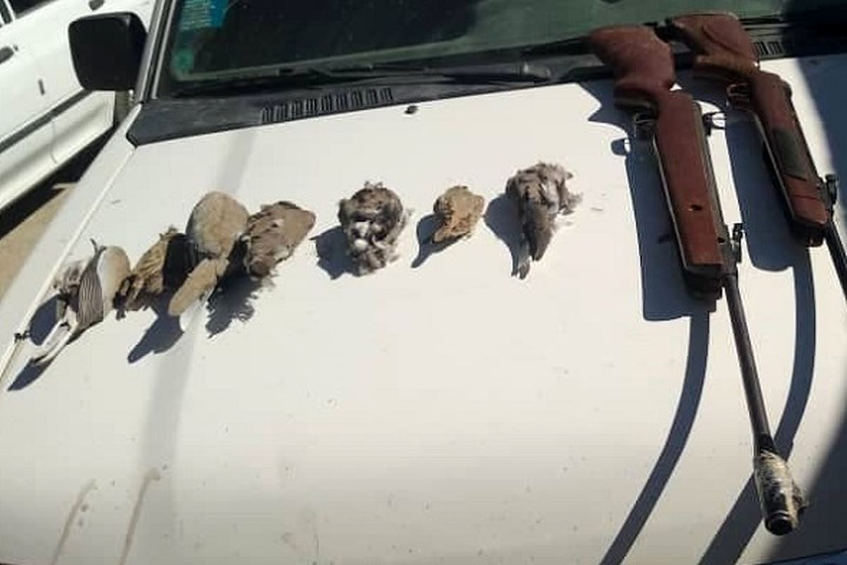 کشف هفت قطعه پرنده از شکارچی متخلف در سیستان و بلوچستان