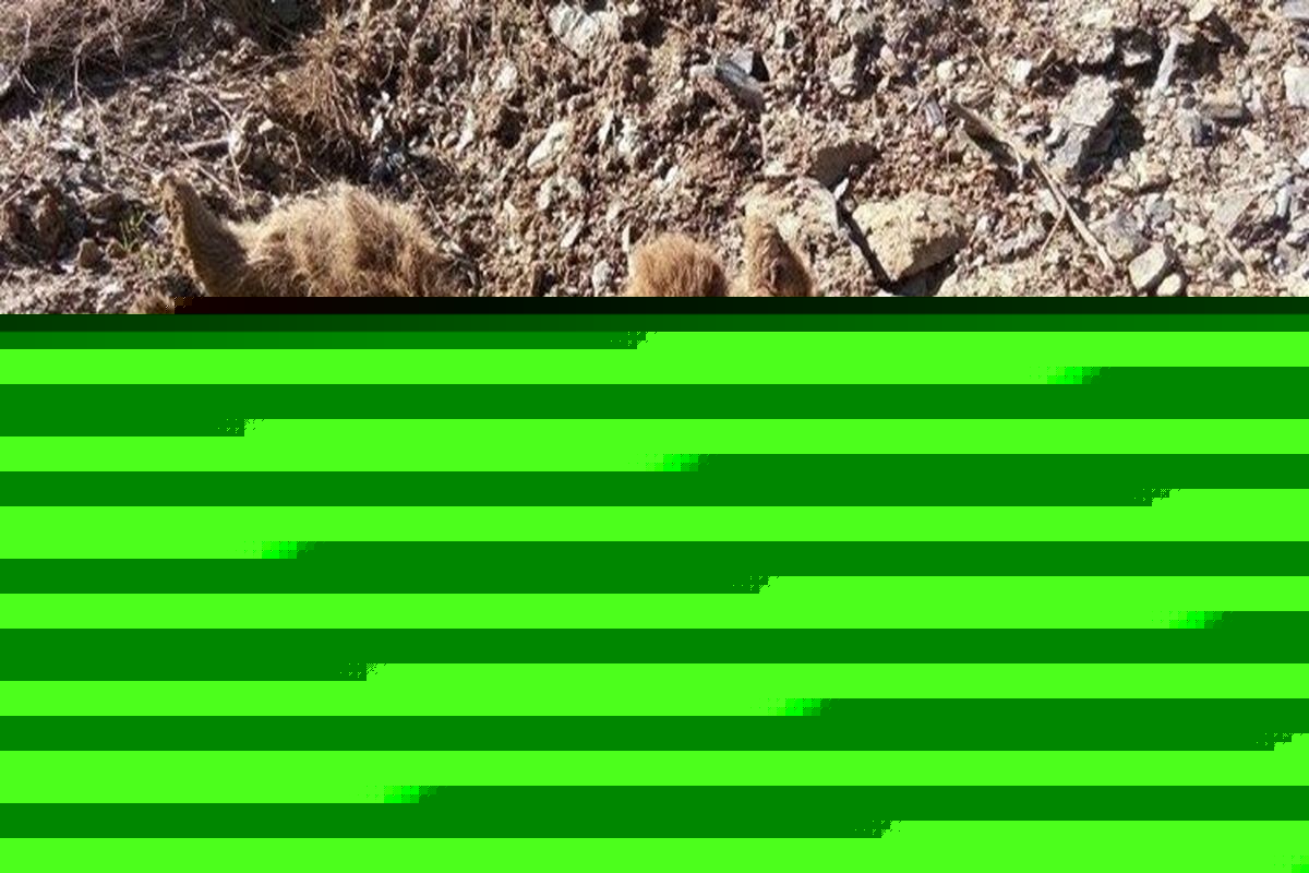 بیماری خرس قهوه‌ای تلف شده در مریوان مشخص شد/حال توله خرس هویار مساعد است