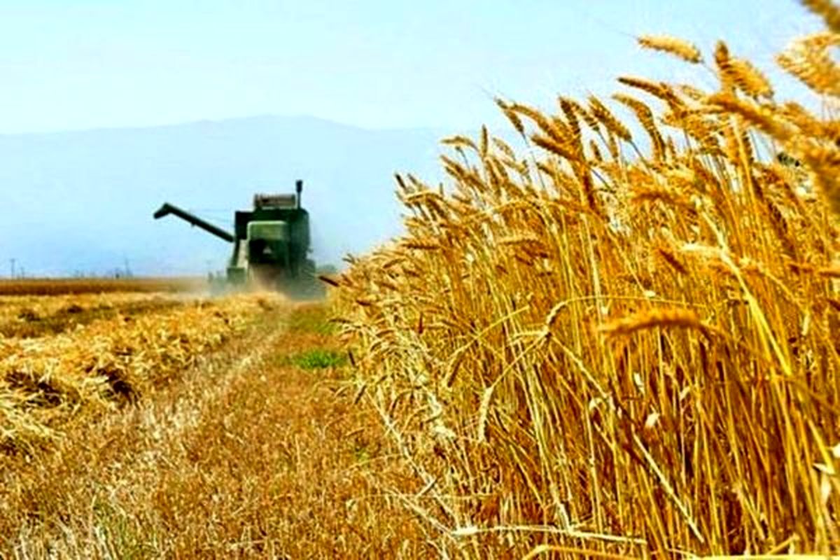 ۸۲۵ هزار تن گندم مازاد بر نیاز کشاورزان خریداری شد