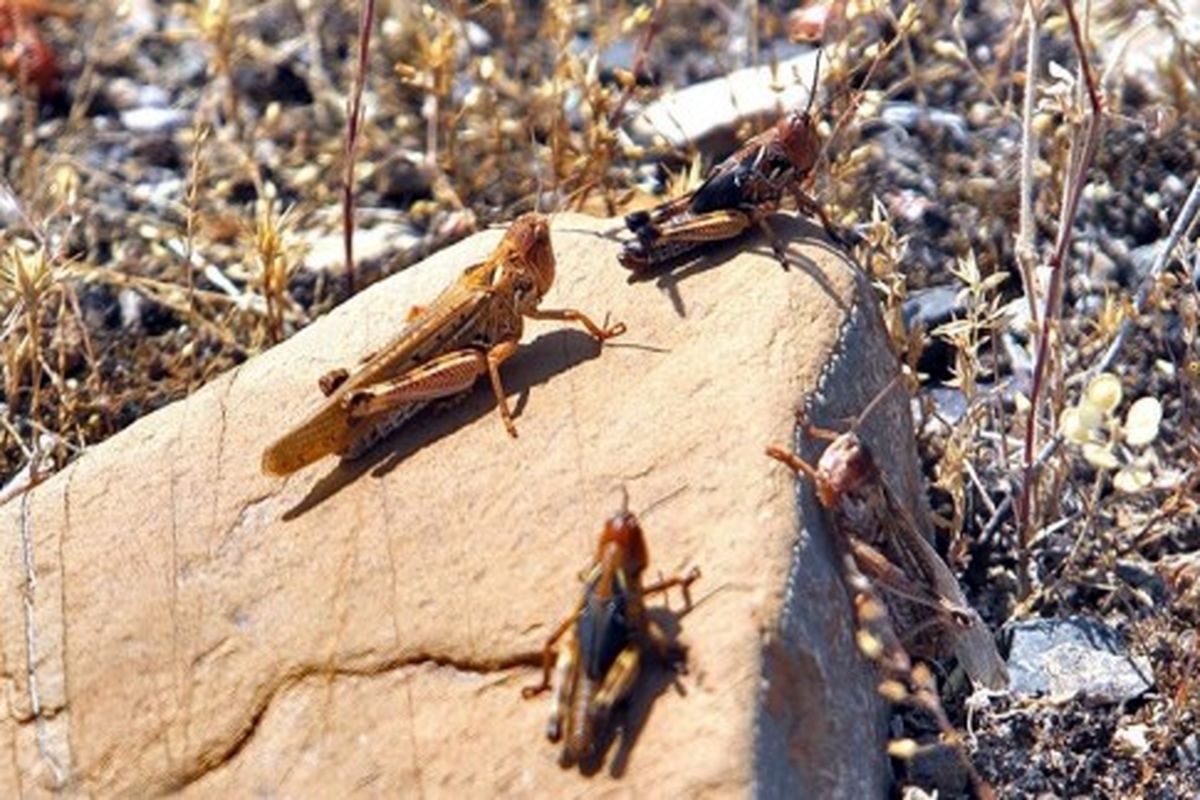 مبارزه با ملخ صحرایی در سیستان وبلوچستان از مرز ۴۴ هزار هکتار گذر کرد