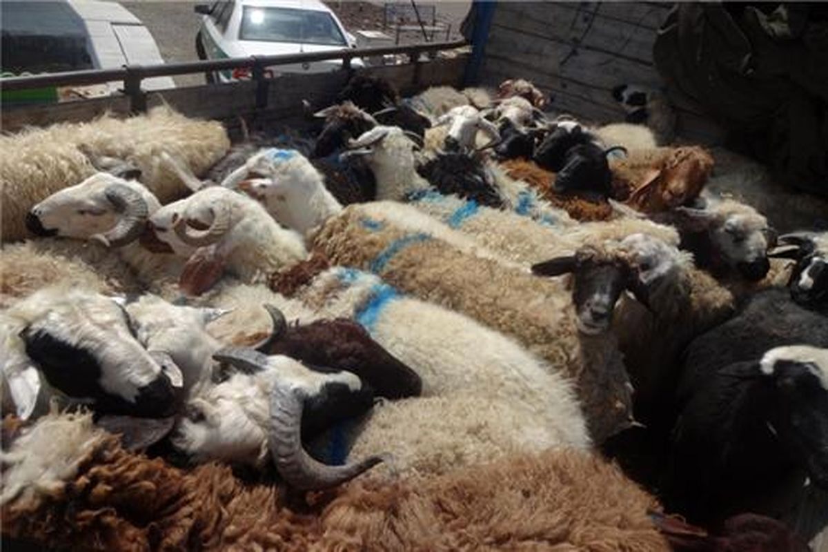 توقیف دام قاچاق در حاجی آباد