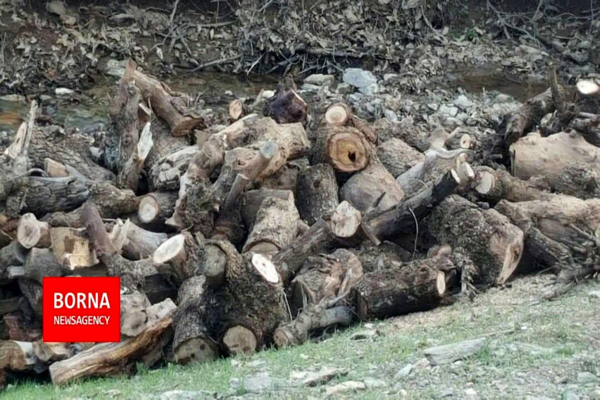 تداوم قطع درختان پس از صدور رای قضایی/ سکوت عجیب مسئولین اداره محیط زیست مریوان