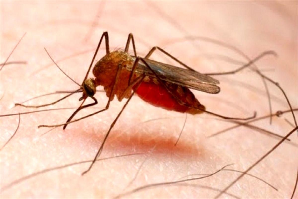 هفت مورد جدید مالاریا در سراوان شناسایی شد