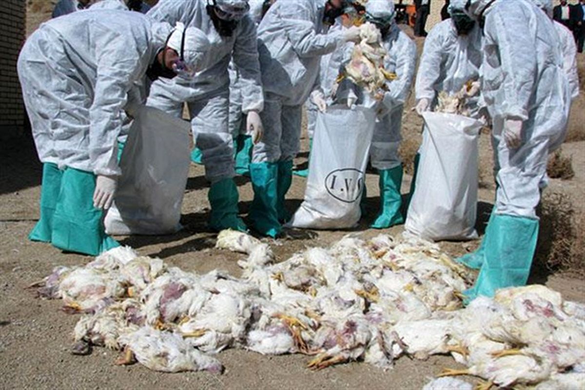 معدوم کردن ۷۴۱ کیلوگرم آلایش خوراکی مرغ در شهرستان بیرجند
