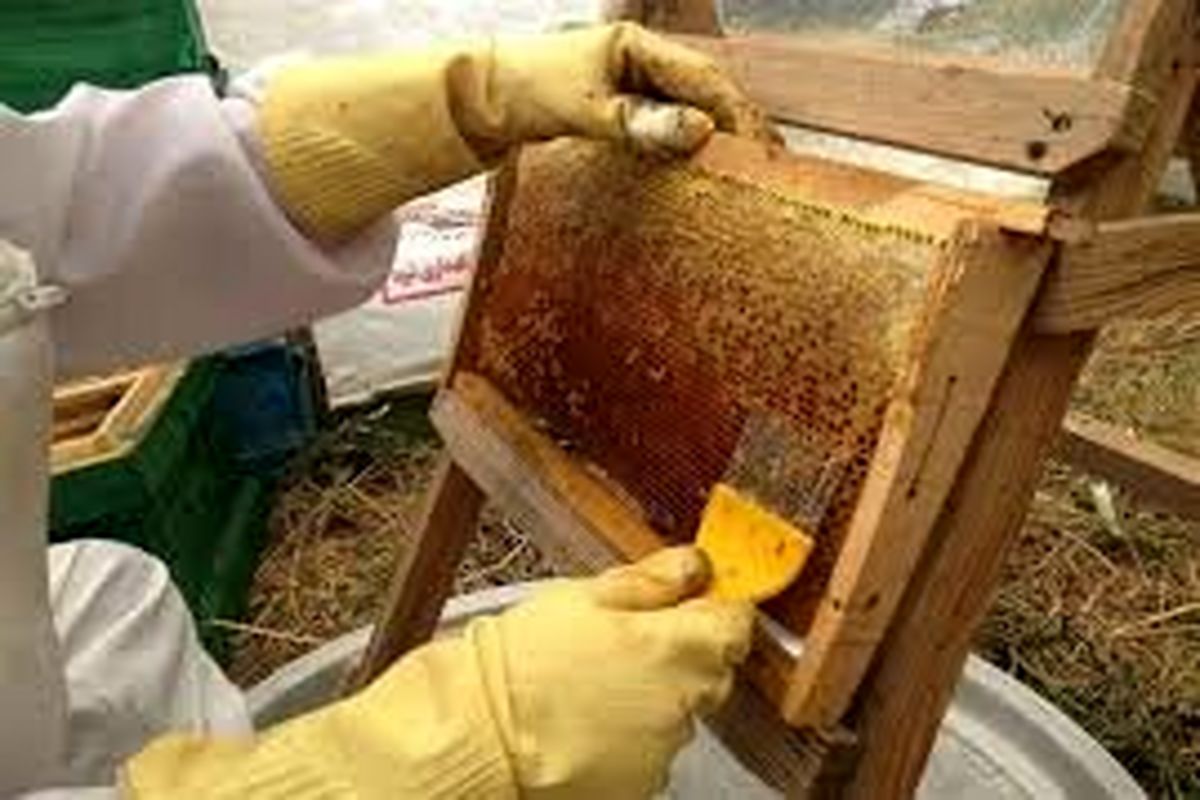 توقیف محموله بزرگ عسل تقلبی