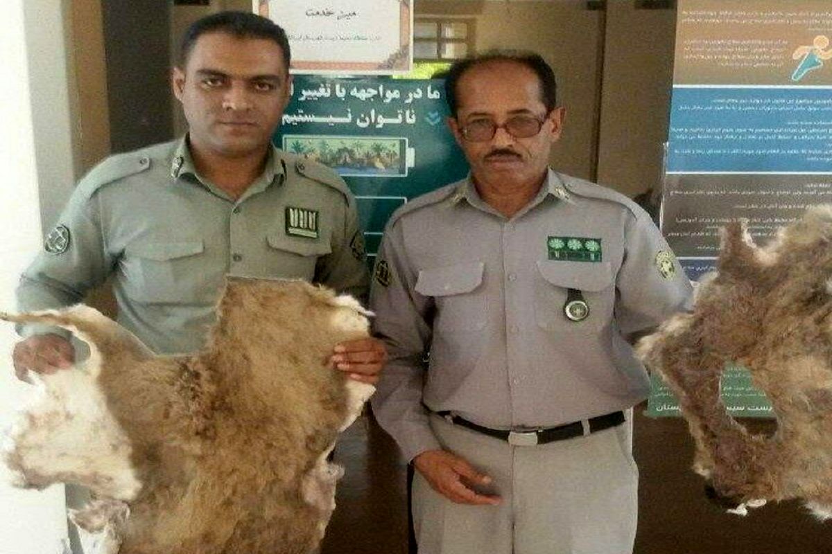 یک متخلف خرید و فروش اعضای حیوانات ایرانشهر دستگیر شد