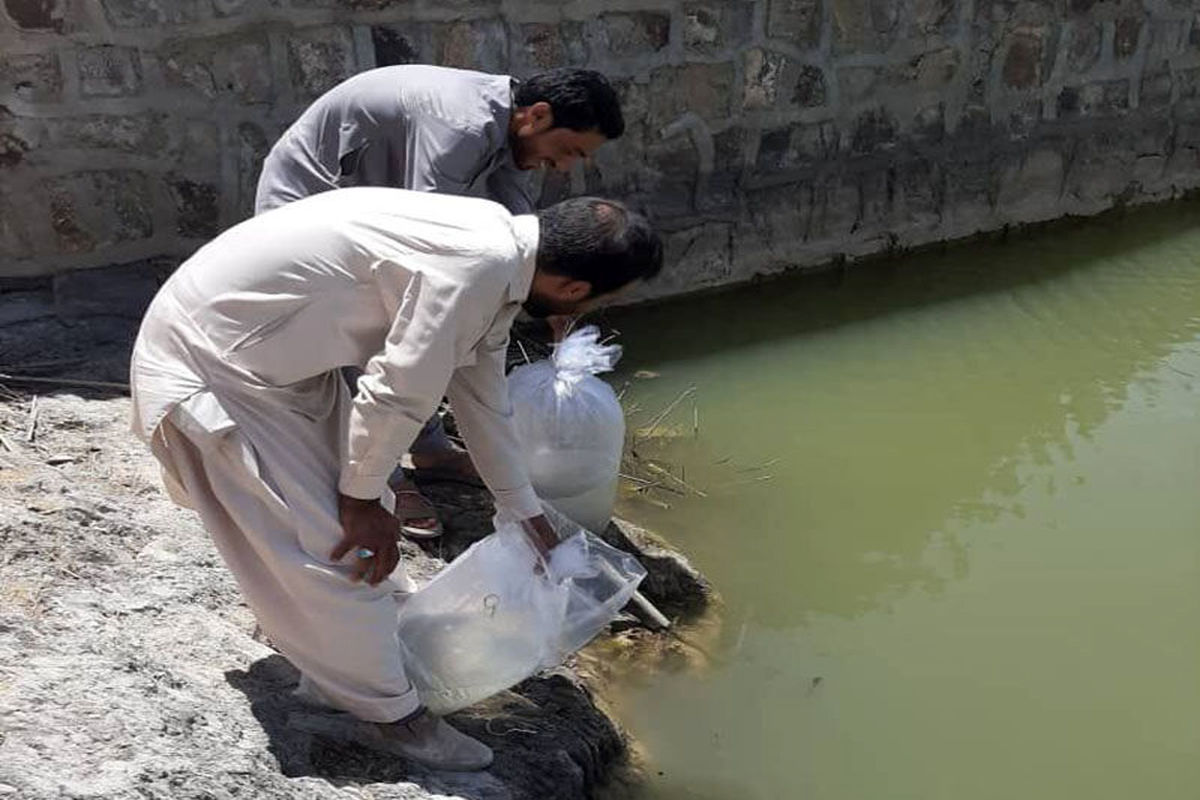 رهاسازی یک میلیون و ۷۰۰ هزار قطعه لارو در استخرهای ایرانشهر