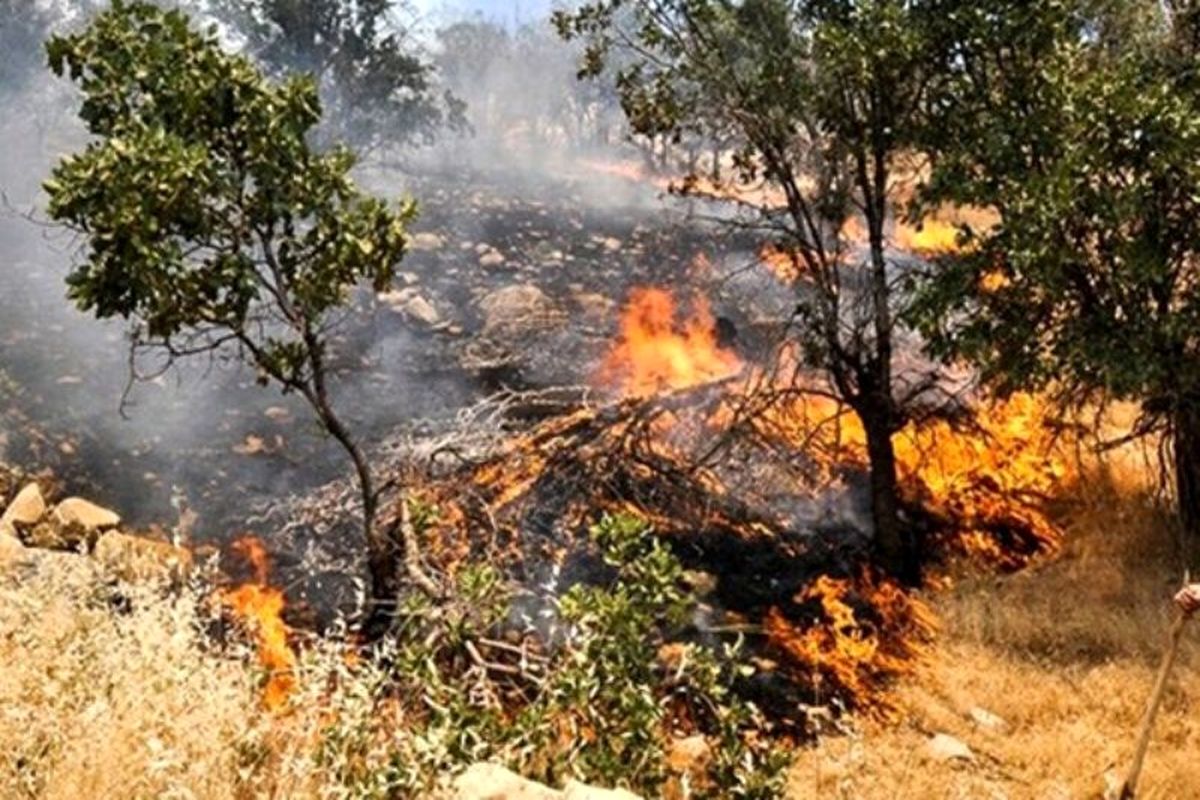 دستگیری عاملان آتش سوزی جنگل‌ها