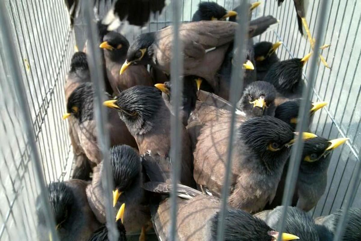 کشف ۵۵۰ قطعه پرنده قاچاق در سیستان و بلوچستان