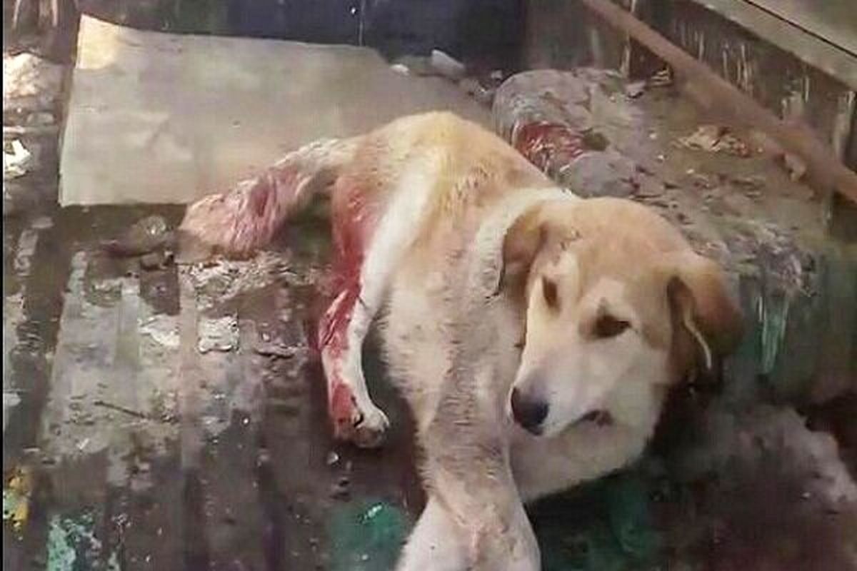 نجات سگ زخمی توسط پاکبان های شهرداری اصفهان/ فیلمی که بیشترین بارخورد اینستاگرام را به خود اختصاص داد