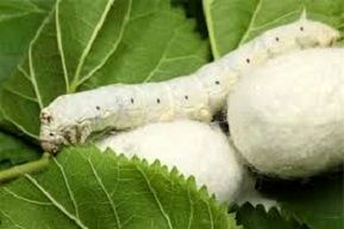 امسال بیش از ۵۰ کارگاه در استان زنجان برای پرورش کرم ابریشم فعال شده است
