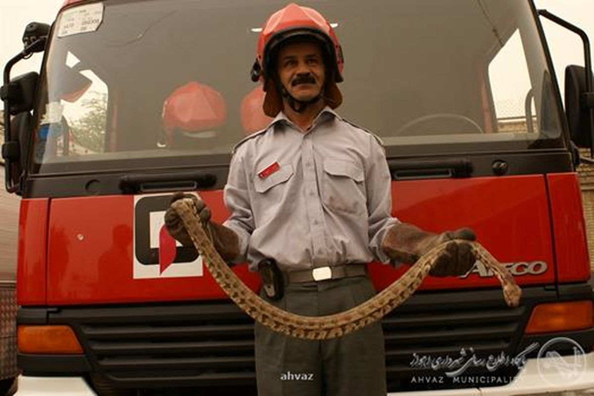 شکار یک حلقه مار سمی در تصفیه خانه شماره ۲ کیان آباد