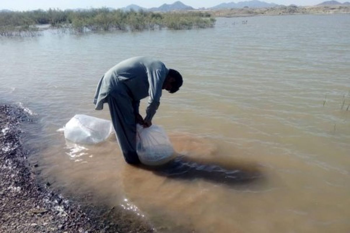 رهاسازی۲/۵ میلیون قطعه لارو ماهی در آب بندهای شهرستان سیب وسوران