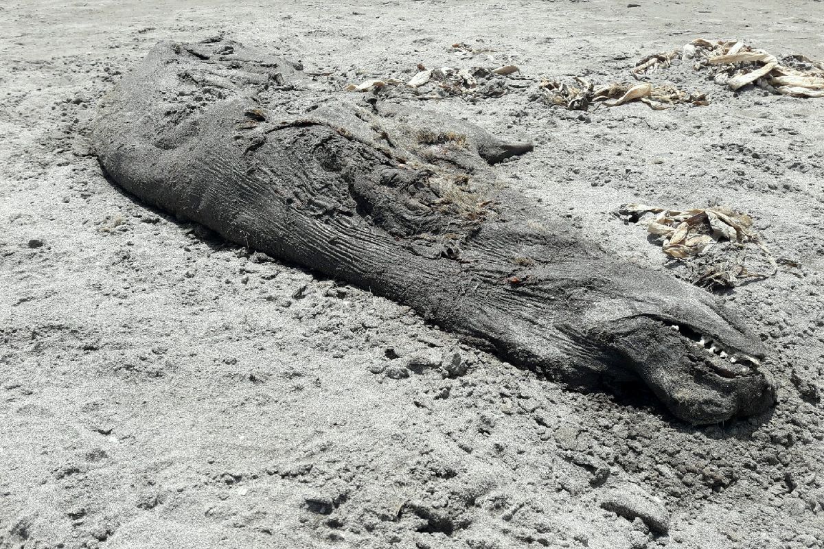 پیدا شدن لاشه یک فک خزری در ساحل شهر رودسر