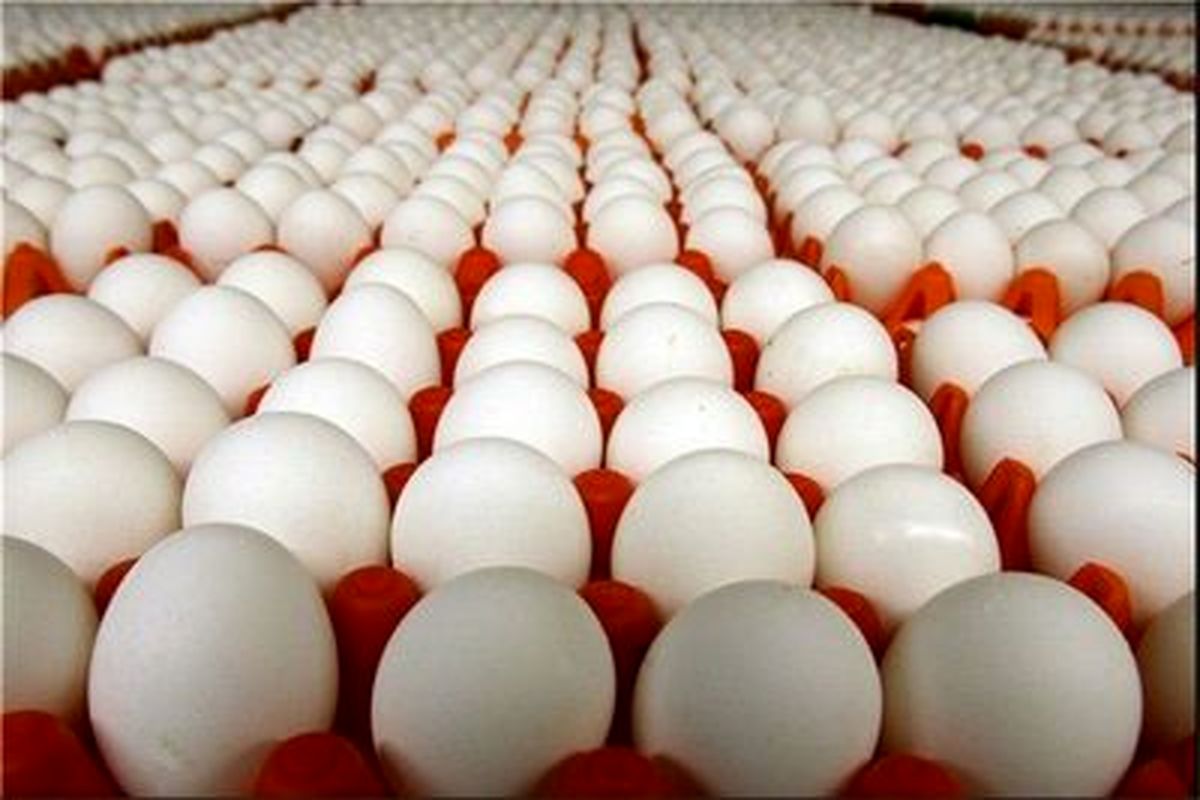 صادرات تخم مرغ ممنوع شد