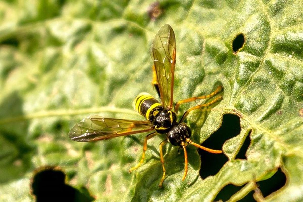 ۹ گونه‌ی جدید از حشرات در دوران قرنطینه کشف شدند