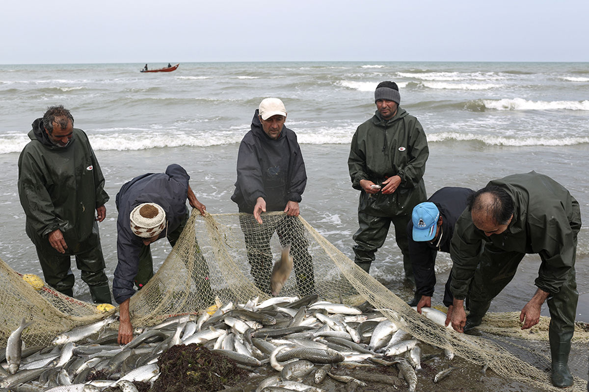 خرید حمایتی محصولات پرورش ماهی در دریا آغاز می‌شود