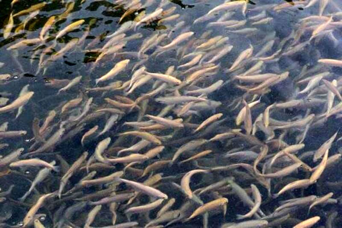 ۳۰ هزار قطعه بچه ماهی در استخرهای پرورش زهک توزیع شد