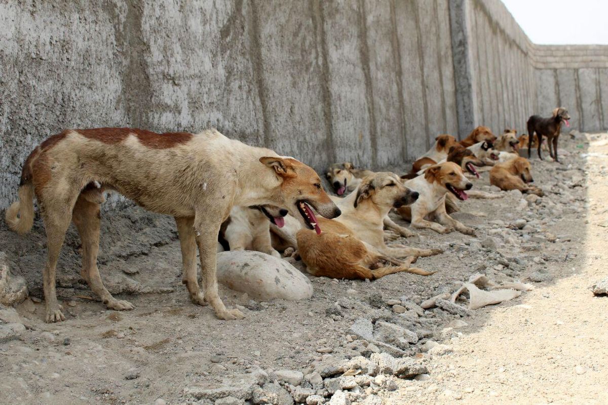 اختصاص مکان سه هکتاری برای نگه داری سگ های بی پناه توسط شهرداری ارومیه
