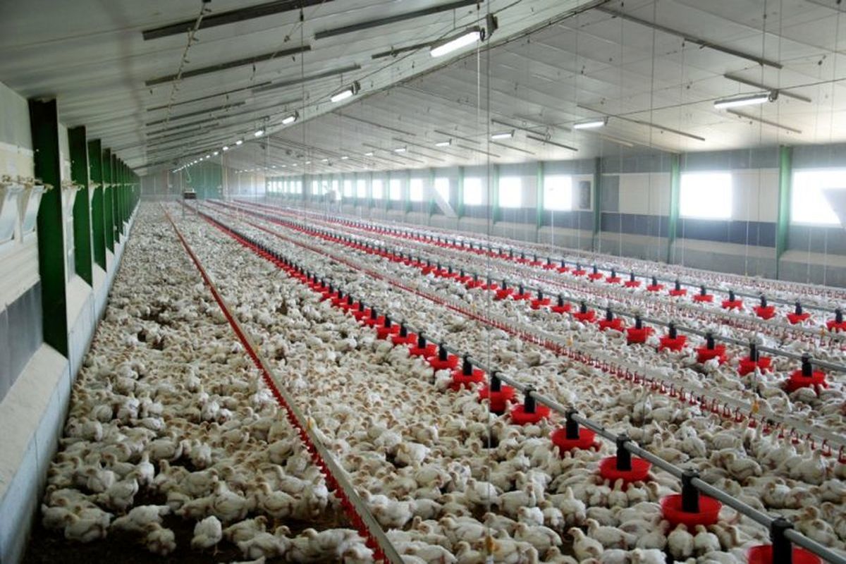 کاهش ۶.۵ درصدی شاخص قیمت تولیدکننده مرغداری‌های صنعتی