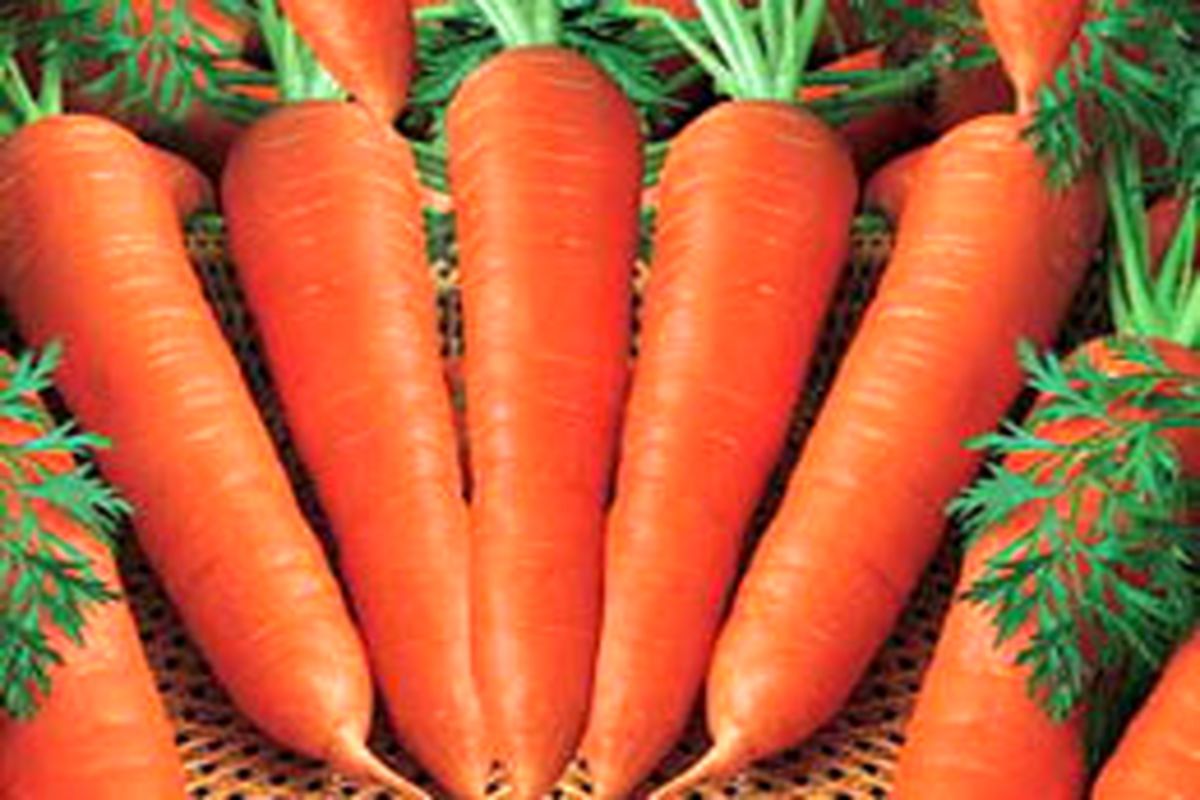 چگونه هویج را یک سال در خانه نگهداری کنیم؟
