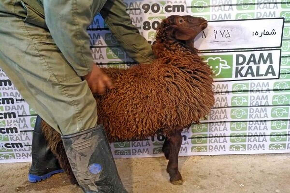 خرید گوسفند را از دامکالا انجام دهیم