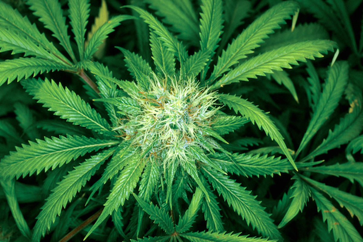 مزرعه گیاه «شاه‌دانه» در سلماس منهدم شد