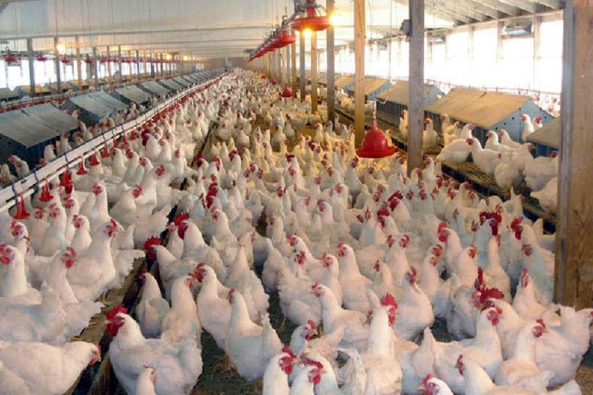 صادرات سالانه ۳۰ درصد از گوشت مرغ تولیدی آذربایجان غربی