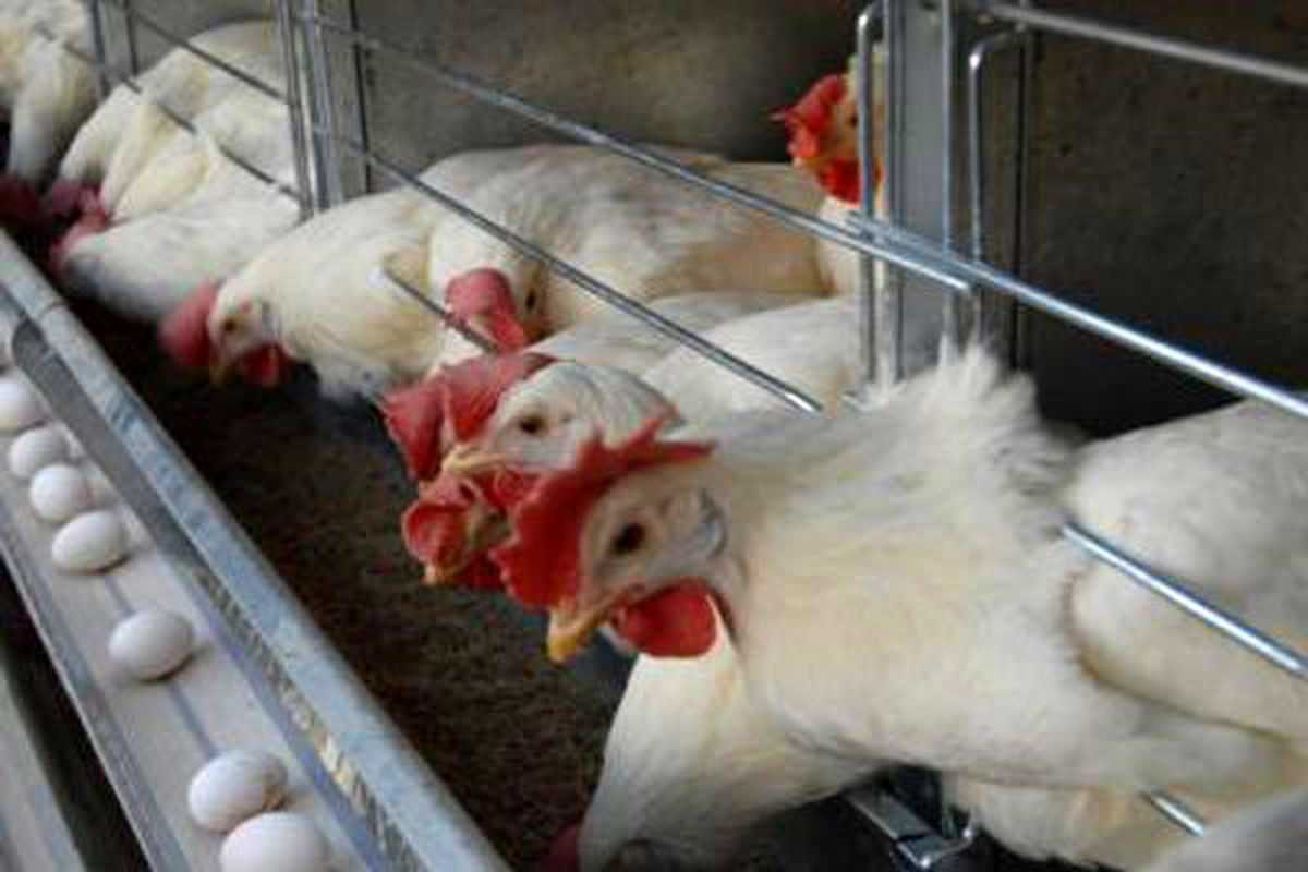افتتاح اولین و بزرگترین زنجیره تولید تخم مرغ با مشارکت بانک کشاورزی/ اشتغال زایی برای ۲ هزار نفر