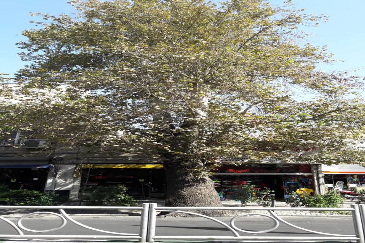 ۱۰۶ درخت کهنسال در خیابان ولی عصر (عج) شناسایی شدند/ تیمار چنار ۸۲ ساله