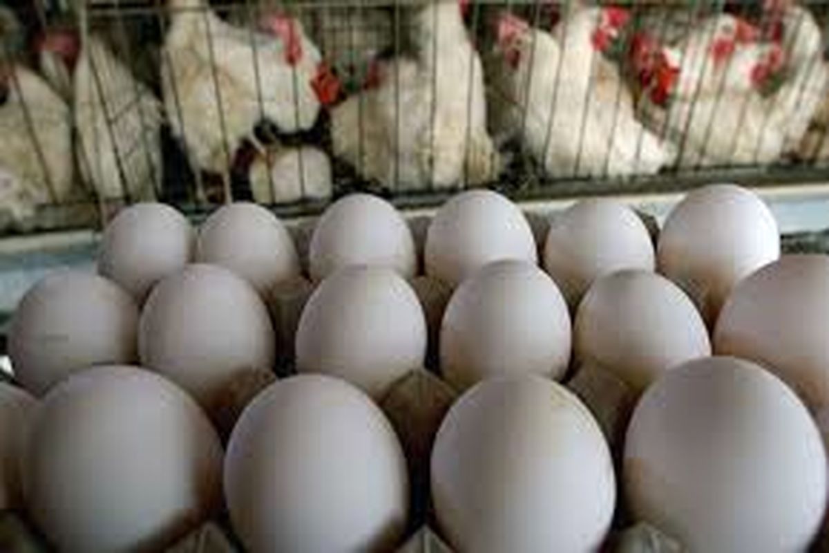 تولید۶ هزار تن تخم مرغ در شهرستان قزوین