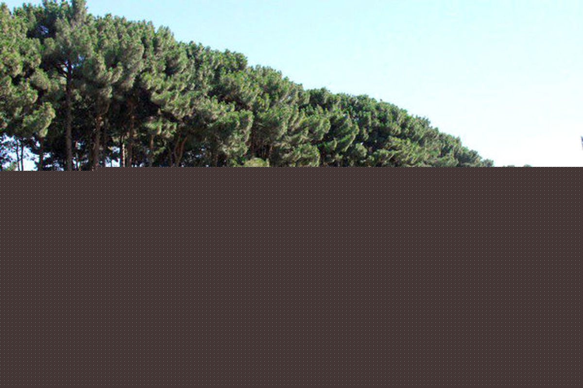 سرانه ۲۱ متری فضای سبز در پردیسان