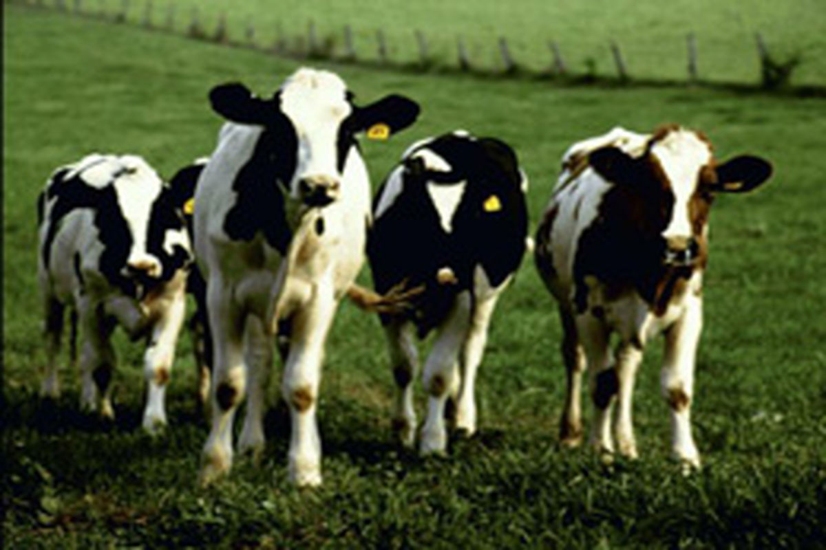 کشف ۳۰ قطعه طیور مسروقه در"فیروزآباد"