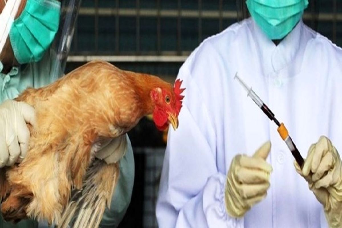 شناسایی ۱۰۰۰ نقطه کانون بیماری آنفلوآنزای فوق حاد پرندگان در کشور