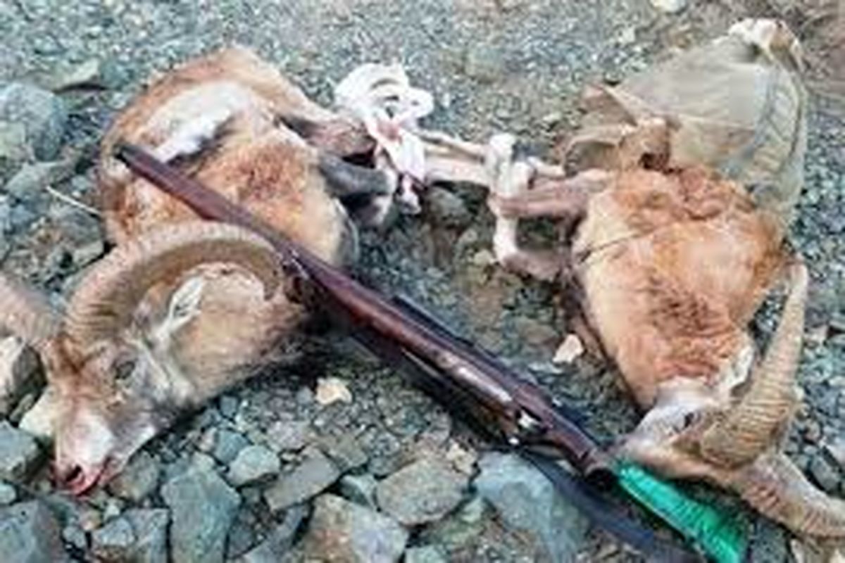 مجازات سنگین برای شکارچی بزکوهی در الشتر