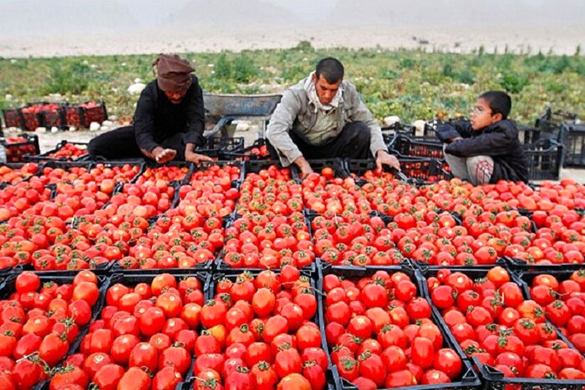 گوجه‌کاران اسدآبادی در اولویت تحویل محصول خود به کارخانه رب شهرستان هستند
