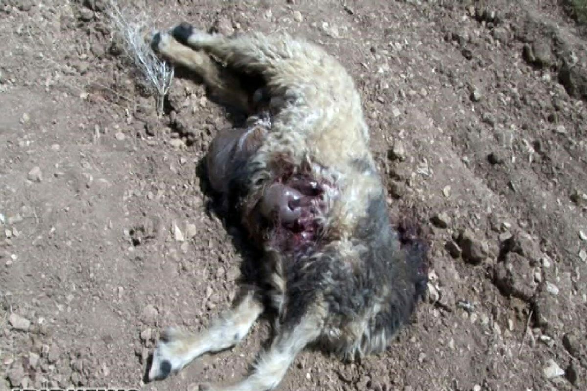 حمله ۸  گرگ به گوسفندان چوپان  پلدختری