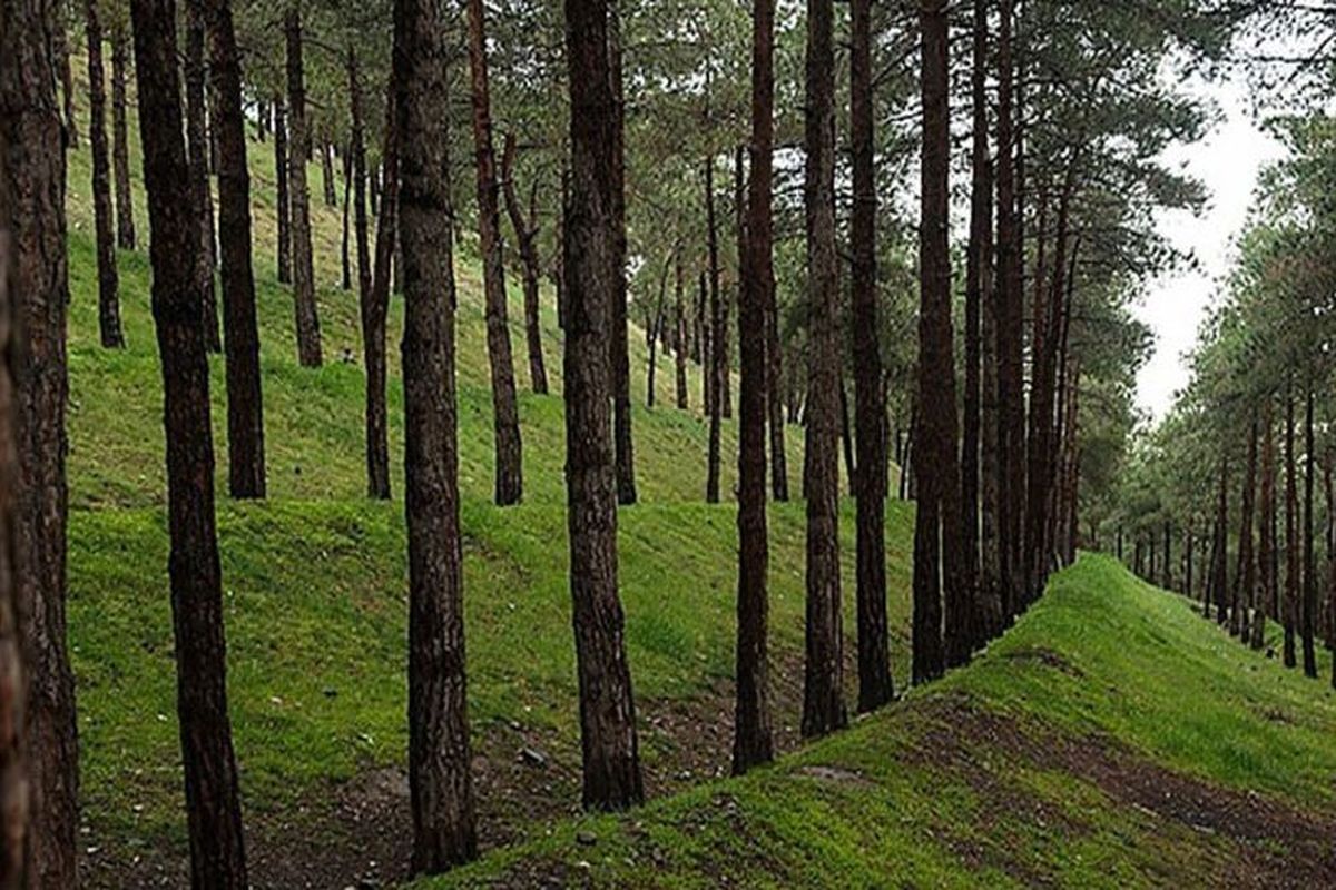 ۱۲۰ هکتار پارک جنگلی در شهر کرفس شهرستان درگزین ایجاد می شود