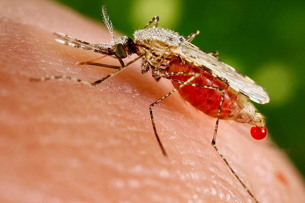 شناسایی ۱۴۵ بیمار مبتلا به مالاریا در سراوان