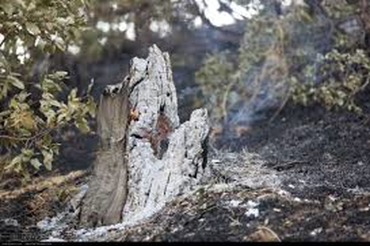 تلفات حیوانی در آتش‌سوزی جنگل توسکستان نداشتیم/ شماری از درختان سرخدار در آتش سوخت